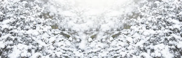冬のバナーの雪の中で茂みの枝 霜で覆われた枝で美しい冬の背景 光の冬の朝の背景 — ストック写真
