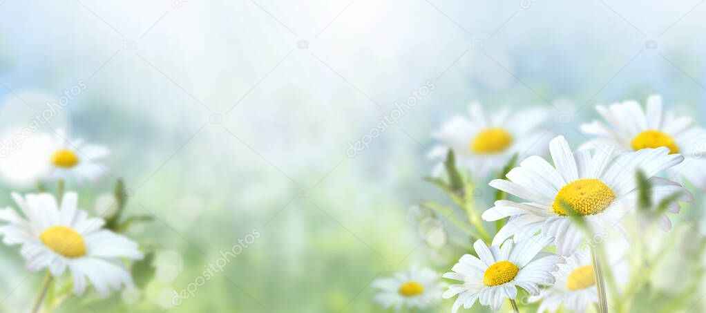 Green grass and chamomile in the meadow. Spring or summer nature scene with blooming white daisies in sun glare. Soft focus.