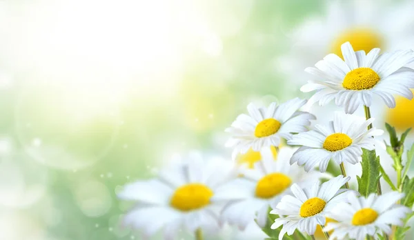 Hermosas Flores Manzanilla Prado Pradera Primavera Con Flores Soleadas Primavera — Foto de Stock