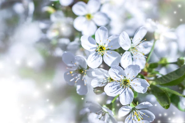 Cherry flowers in small clusters on a cherry branch, fading to white. Shallow depth of field. Cherry blossoms