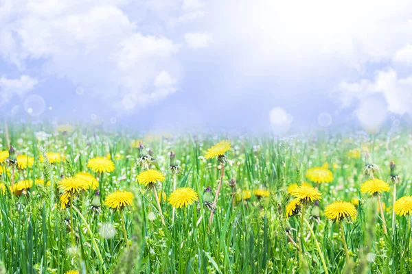 Yellow dandelions. Bright flowers of dandelions on the background of green spring meadows. Dandelions in the spring.