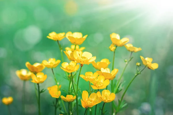 Flores Amarillas Sobre Fondo Prados Verano Rayos Sol Flores Silvestres — Foto de Stock