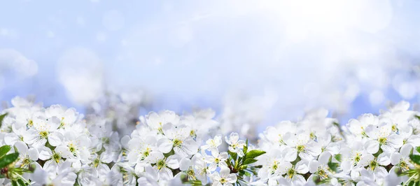 Cerezos Flor Jardín Flores Blancas Cerezo Sol Primer Plano — Foto de Stock