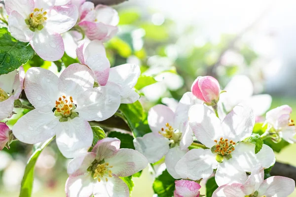 Bloeiende Appelboom Met Witte Bloemen Het Voorjaar Bloeiende Appelbomen Tuin — Stockfoto