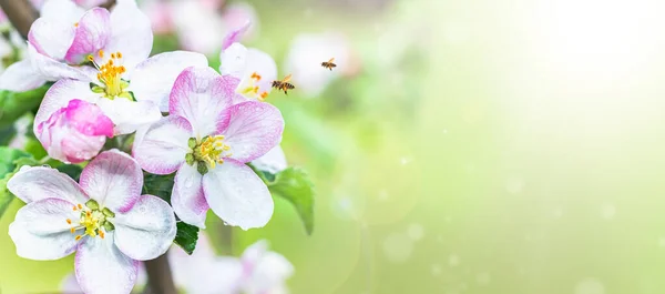 Manzanos Florecientes Jardín Flores Blancas Manzano Los Rayos Del Sol — Foto de Stock