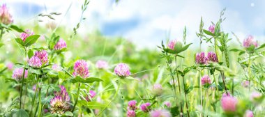 Sabahları pembe yonca, güneşli çayırlarda, yaz aylarında kır çiçekleriyle birlikte. Yakın plan.