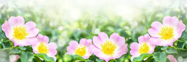 Arbusto Rosa Mosqueta Flor Banner Con Hermosas Flores Rosadas Bosque — Foto de Stock