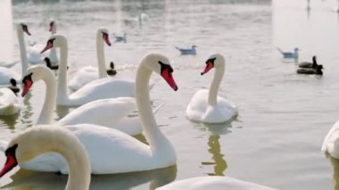 Güzel bir deniz kuğusu sürüsü yiyecek aramak için kıyıya yüzer. Yakın çekim..