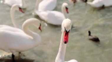 Yiyecek aramak için kıyıya gelen kuğuları ve diğer deniz kuşlarını besliyorlar. Yakın çekim..