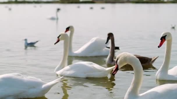 Sea Swans Gulls Ducks Swim Coastal Waters Feeding Hungry Seabirds — Stock Video