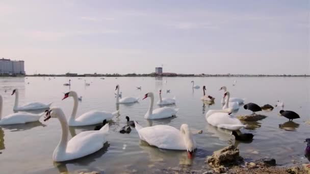 Anmutige Schwäne Schwarze Enten Und Laute Möwen Schwimmen Auf Der — Stockvideo