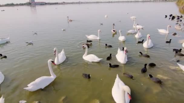 Gracieuze Zwanen Eenden Zwemmen Kustwateren Zoek Naar Voedsel — Stockvideo