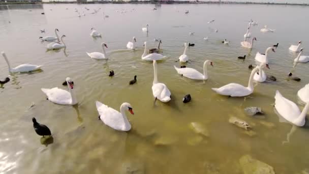 優雅な白鳥とアヒルは食べ物を求めて沿岸の海で泳ぐ — ストック動画