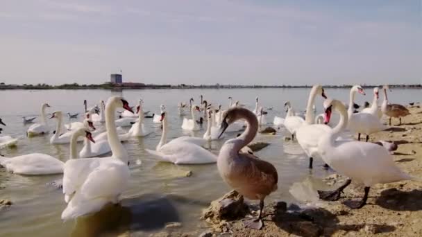 Beaux Cygnes Mer Autres Oiseaux Marins Viennent Terre Recherche Nourriture — Video