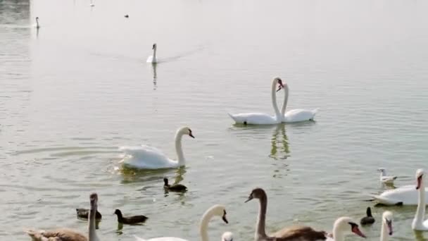 Anmutige Weiße Schwäne Enten Und Möwen Schweben Auf Der Wasseroberfläche — Stockvideo