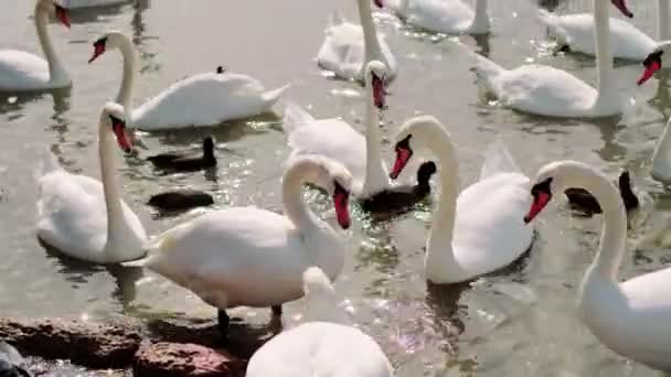 Cisnes Graciosos Patos Negros Gaivotas Barulhentas Nadam Até Costa Busca — Vídeo de Stock