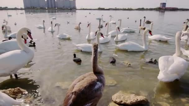 Kecses Hattyúk Fekete Kacsák Zajos Sirályok Úsznak Partra Élelmet Keresve — Stock videók