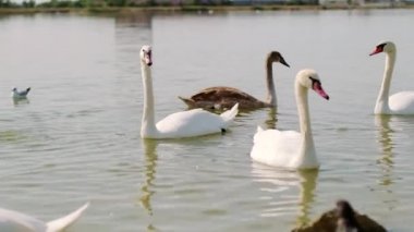 Zarif beyaz kuğular, ördekler ve martılar suyun yüzeyinde yüzerler..