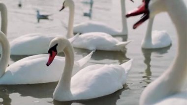 Suyun mavi yüzeyindeki güzel beyaz kuğulardan oluşan bir aile yiyecek aramak için kıyıya yüzüyor. Yakın çekim..