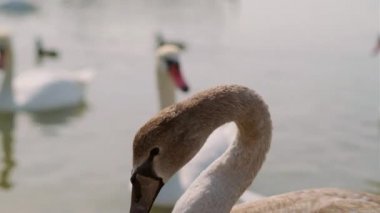 Kafaya yakın çekim ve güzel bir deniz kuğusunun zarif boynu..