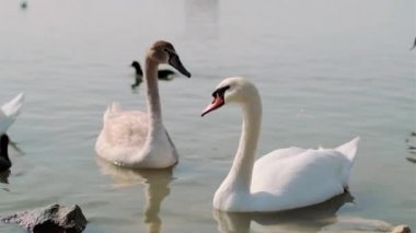 Güzel deniz kuşları yiyecek aramak için suyun mavi yüzeyi boyunca yüzerler..
