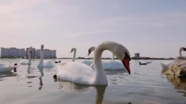 Zarif kuğular ve diğer deniz kuşları yiyecek aramak için kıyıda yüzerler.