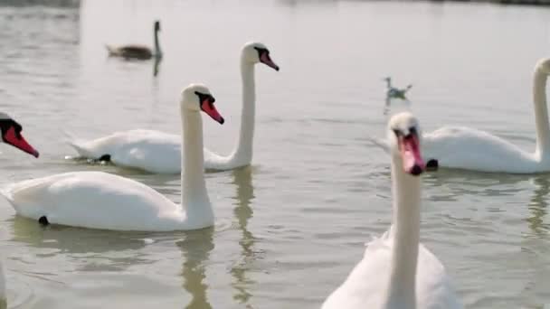 Μια Οικογένεια Όμορφων Λευκών Κύκνων Στη Γαλάζια Επιφάνεια Του Νερού — Αρχείο Βίντεο