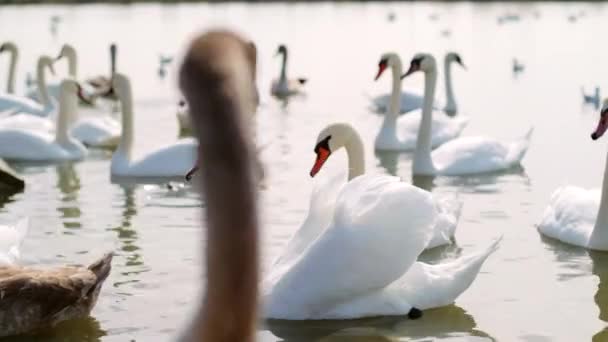 Υπέροχοι Λευκοί Κύκνοι Κολυμπούν Στην Επιφάνεια Του Νερού Κλείσιμο — Αρχείο Βίντεο