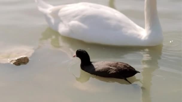 Egy Fehér Hattyú Egy Fekete Kacsa Élelmet Keres Vízben — Stock videók