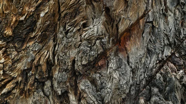 Texture Écorce Arbre Dans Les Tons Gris Marron — Photo