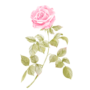 Yumuşak pembe suluboya klipsi. Çiçekleri suluboya tarzında sergiliyor. Kadınsı, estetik baskılar, davetiyeler, kartlar, ambalajlama, markalaşma, web siteleri, sosyal medya vs. yaratmak için ideal.