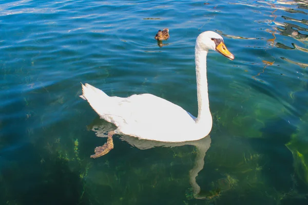 Su kuşları ve Cenevre Gölü tarafından liman bölgesinde. Switzer