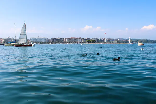 Uccelli acquatici e lungomare nella città di Ginevra, vicino al lago. Interruttore — Foto Stock