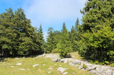 Orman ile bir dağ içinde belgili tanımlık geçmiş. İsviçre Alpleri. Güneş ışınları s