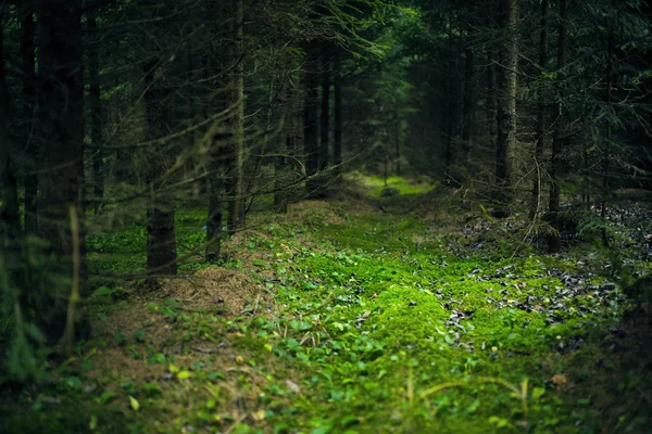 Green forest in a magic light.