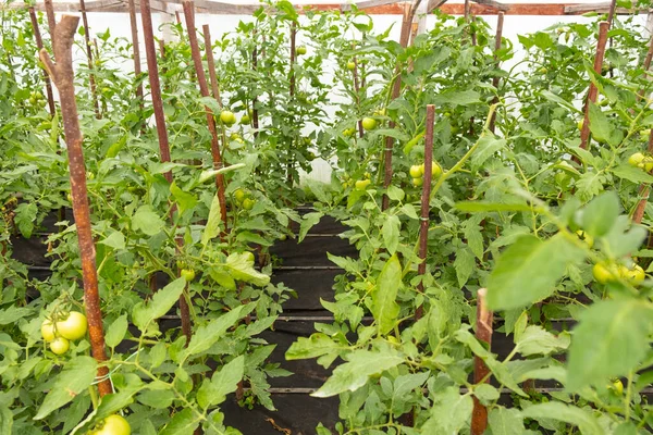 Green greenhouse tomatoes, ecological vegetables