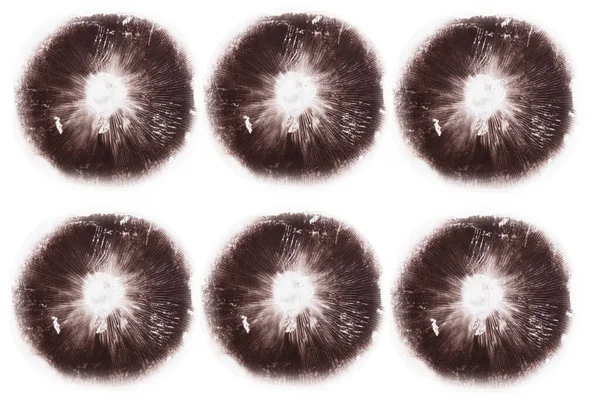 Impressões de cogumelos psilocibina isolados sobre fundo branco — Fotografia de Stock