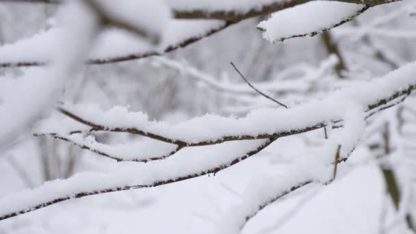 Ramo nella neve, nevicata nella foresta innevata primo piano, sfondo invernale — Video Stock