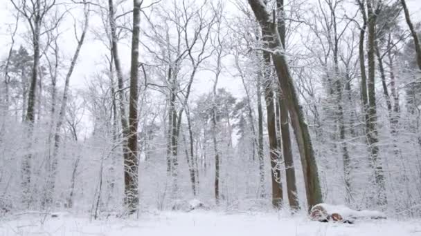 Winter landscape, snowfall in snowy fairy forest — Stock Video