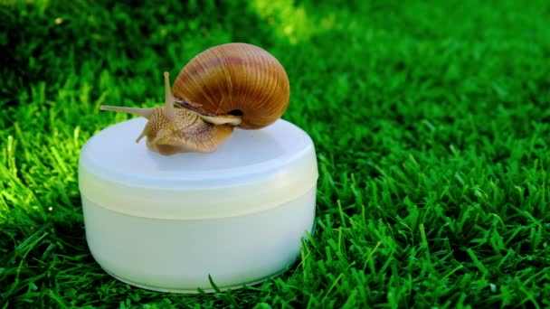Cosmétiques à la mucine, escargot assis sur un pot de crème sur un fond vert — Video