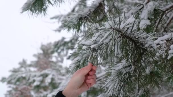 Mulher treme neve de um ramo de uma árvore de Natal, primeiro conceito de neve — Vídeo de Stock