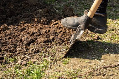 Çiçek tarlasında toprak kazmak, ekime hazırlanmak.