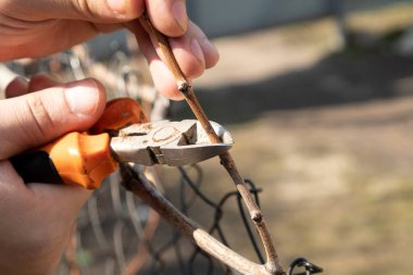 Bahçıvan baharda üzümleri budayarak budamakla meşgul.