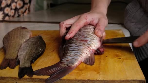 Limpieza de peces vivos con un cuchillo, carpa cruciana carnicería — Vídeo de stock