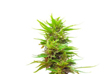 cannabis plant bud isolated on white background