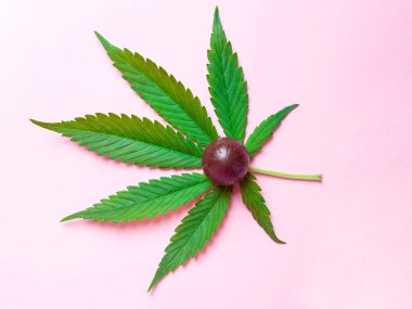 marijuana leaf and sweet candy on pink background,cannabis food