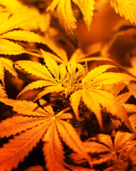 Cultivation of marijuana under artificial light,cannabis indoor — Stok fotoğraf