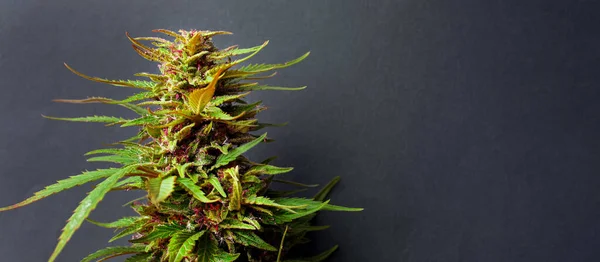 Beautiful green purple cannabis bud with copy space — Stock Photo, Image