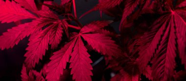 marijuana under lilac lighting,cannabis leaves background