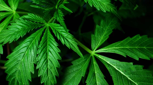 Medical indica leaves,marijuana plant background — Fotografia de Stock